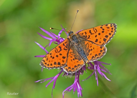 Roter Scheckenfalter (Melitaea didyma)